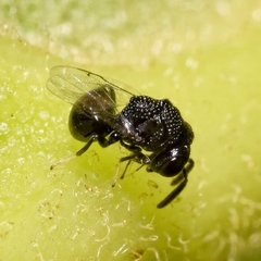 Perilampus minutalis