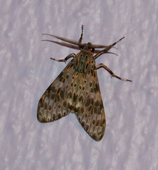 Eucereon myrina