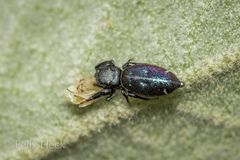 Sassacus