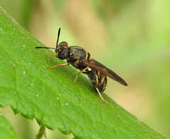 Hermetia chrysopila