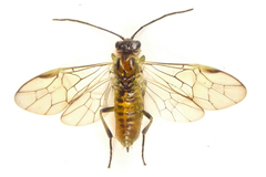 Euura scutellata