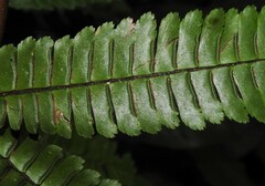 Adiantum pulverulentum