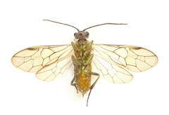 Euura scutellata