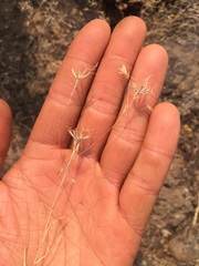 Rigiopappus leptocladus