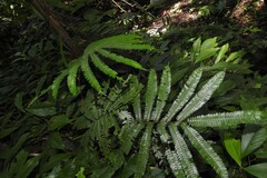 Adiantum pulverulentum