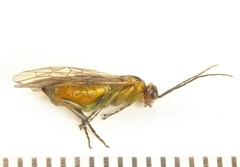 Euura scutellata