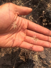 Rigiopappus leptocladus