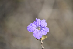 Ruellia californica