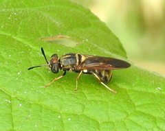 Hermetia chrysopila
