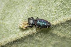 Sassacus
