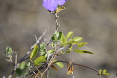 Ruellia californica