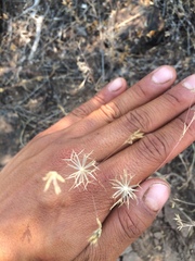 Rigiopappus leptocladus