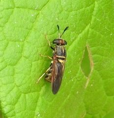 Hermetia chrysopila