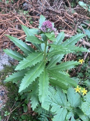Hylotelephium telephium fabaria