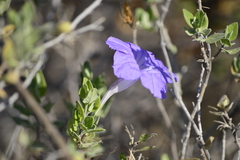 Ruellia californica