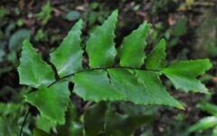 Adiantum petiolatum