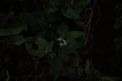 Solanum pilcomayense