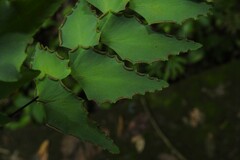Adiantum petiolatum