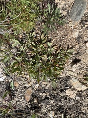 Oxytropis triphylla