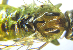 Euura scutellata