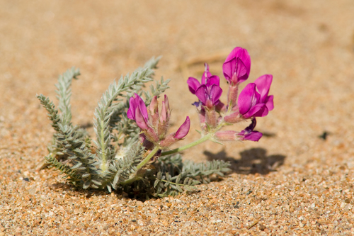Oxytropis