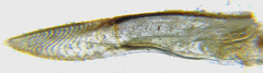 Euura scutellata