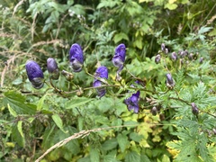Aconitum firmum