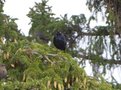 Euphagus