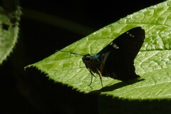 Astraptes fruticibus