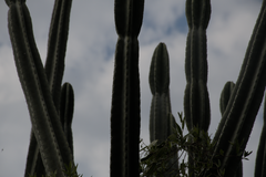 Cereus stenogonus