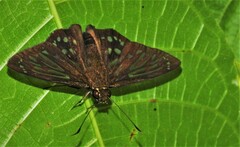 Phanus obscurior