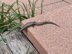Plestiodon multivirgatus