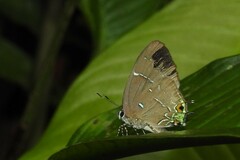 Janthecla janthodonia