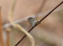 Tarucus theophrastus