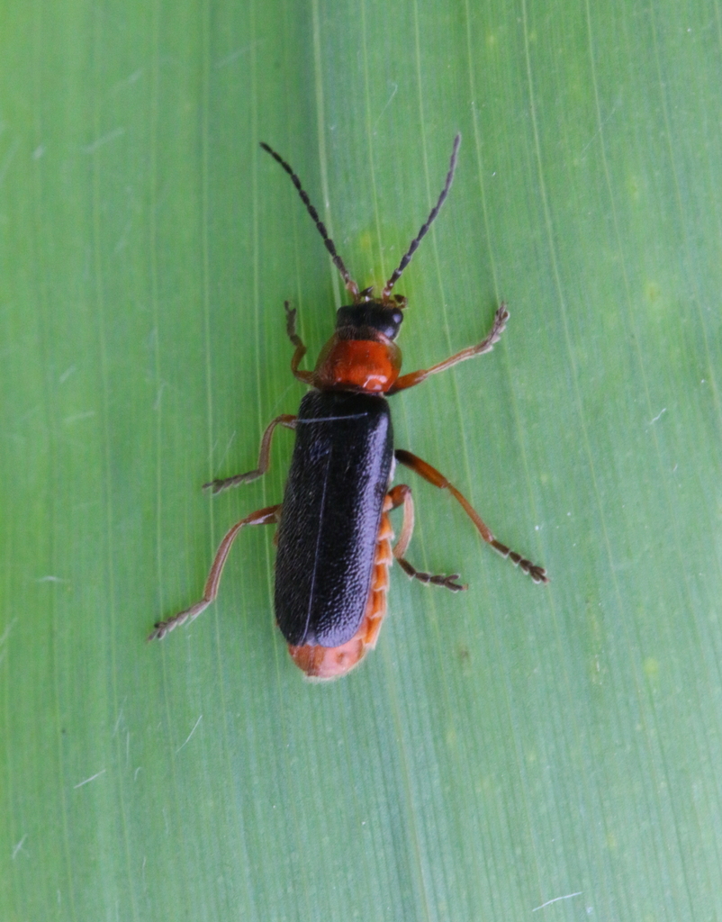 Cantharis flavilabris from Oudalle, France on June 30, 2021 at 0431 PM