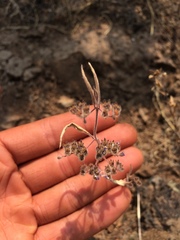 Trichostema simulatum