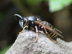 Dolichovespula arctica