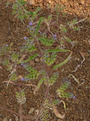 Trichostema simulatum