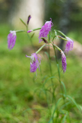 Dianthus superbus