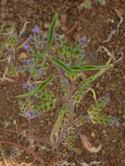 Trichostema simulatum