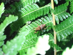 Cryptoderma formosense