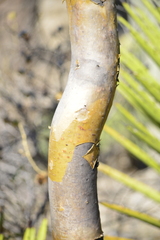 Bursera schlechtendalii