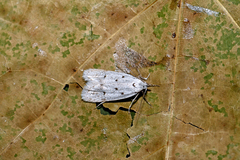 Symmoca caliginella