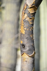 Bursera schlechtendalii