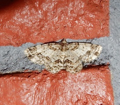 Myrioblephara