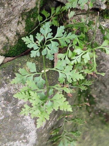 Dennstaedtia wilfordii iNat (3)