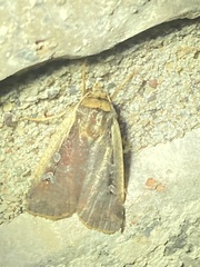 Ochropleura implecta