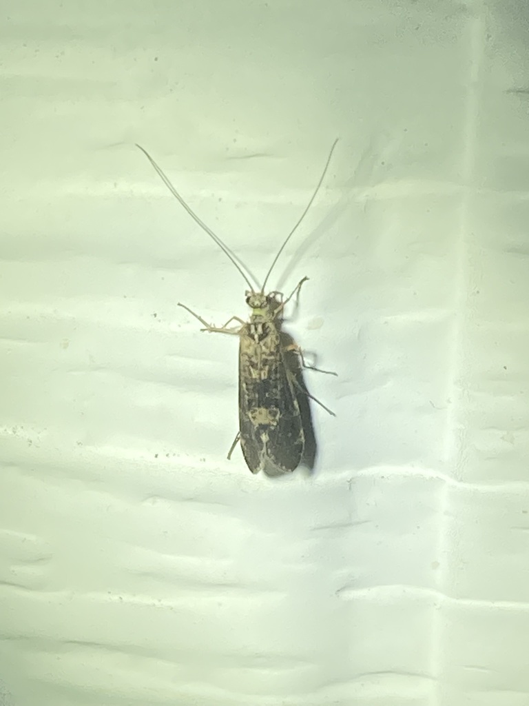 Netspinning Caddisflies from Andover, MN 55304, USA on August 14, 2022
