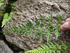 Dennstaedtia wilfordii