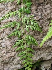 Dennstaedtia wilfordii